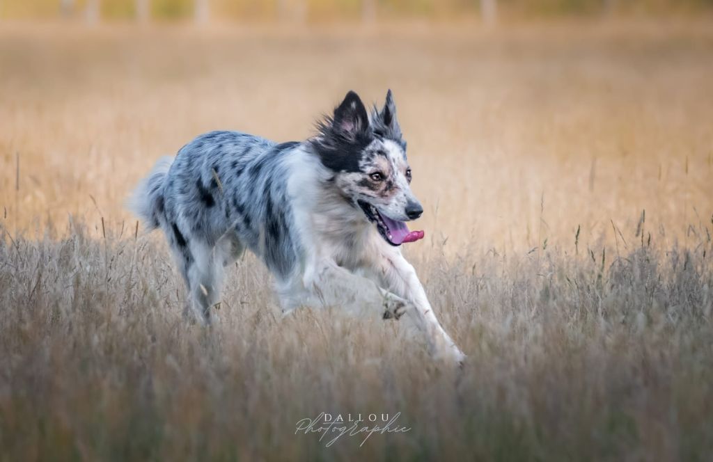 Princesse kiara des Lacs de la Cote d'Argent