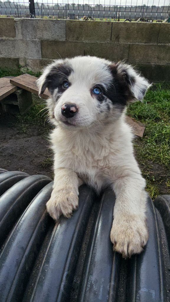 des Lacs de la Cote d'Argent - Chiot disponible  - Border Collie