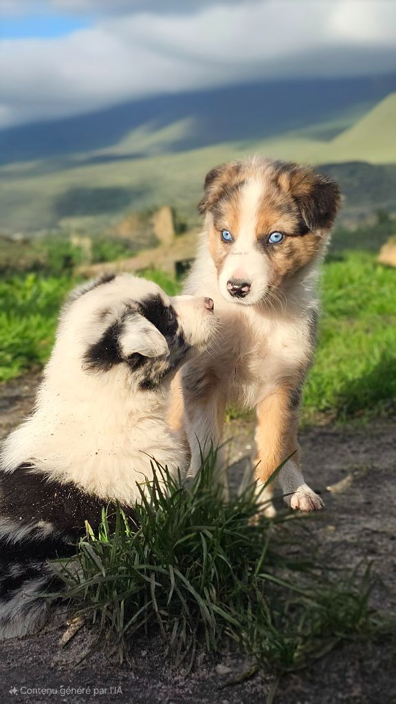 des Lacs de la Cote d'Argent - Chiot disponible  - Border Collie