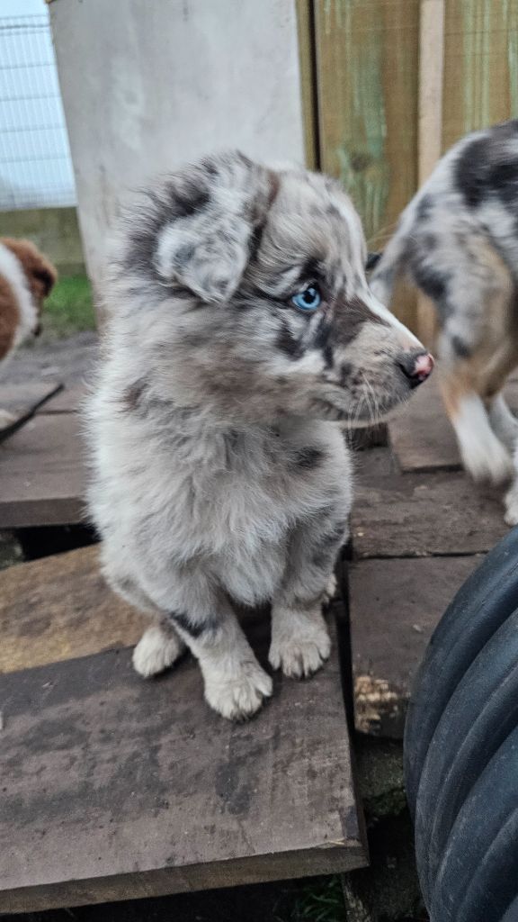 des Lacs de la Cote d'Argent - Chiot disponible  - Border Collie