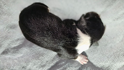 Femelle noire et blanche tricolore 