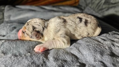 Mâle bleu merle tricolore 