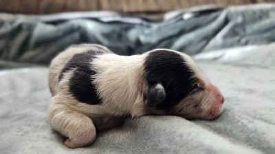 Mâle bleu merle tricolore 