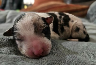 Mâle bleu merle tricolore 