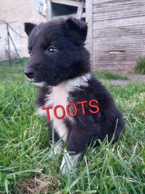 Toots