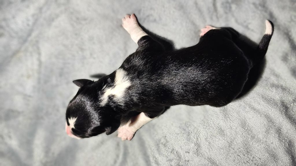 des Lacs de la Cote d'Argent - Chiot disponible  - Border Collie