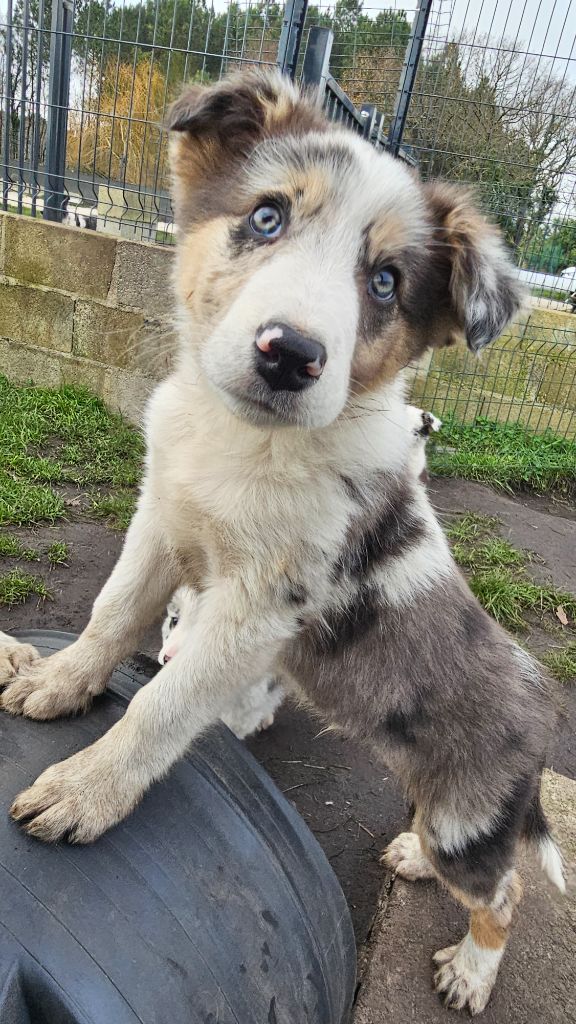 des Lacs de la Cote d'Argent - Chiot disponible  - Border Collie