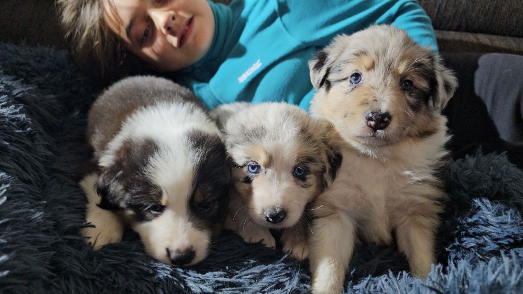 chiot Border Collie des Lacs de la Cote d'Argent