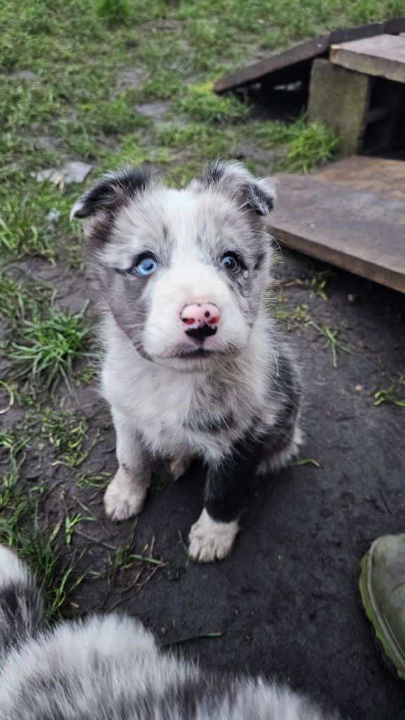 chiot Border Collie des Lacs de la Cote d'Argent