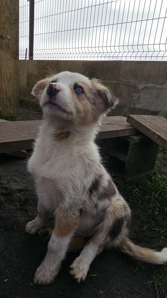 des Lacs de la Cote d'Argent - Chiot disponible  - Border Collie