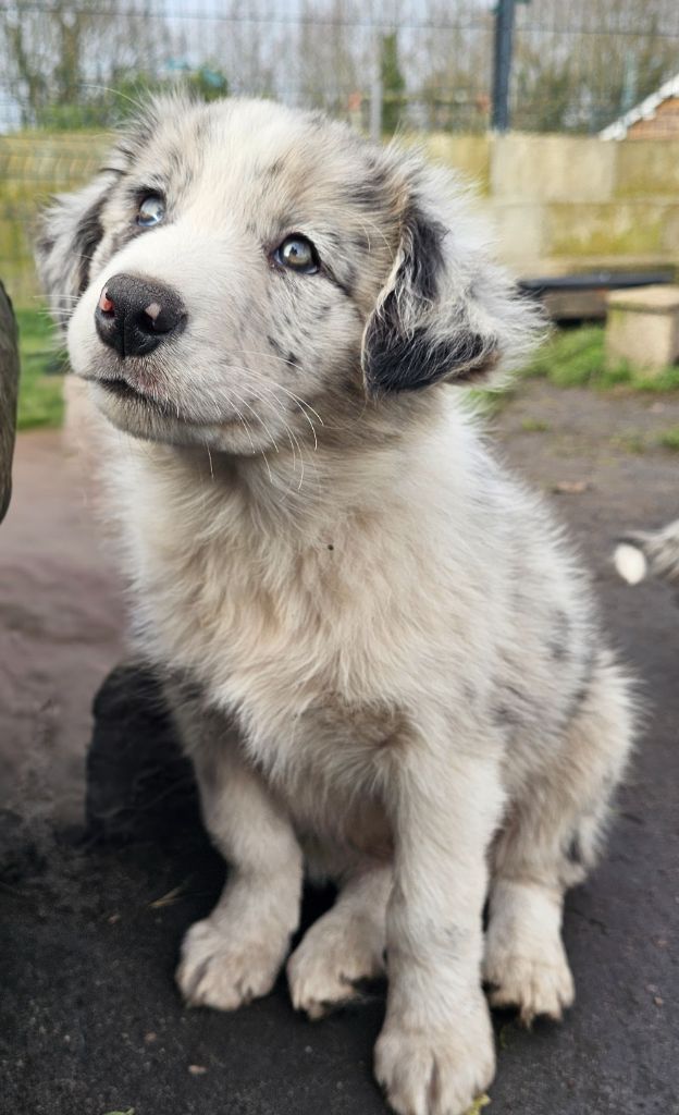 des Lacs de la Cote d'Argent - Chiot disponible  - Border Collie