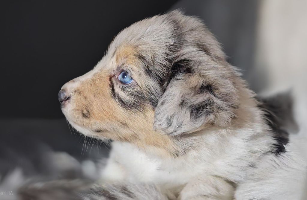 des Lacs de la Cote d'Argent - Chiot disponible  - Border Collie