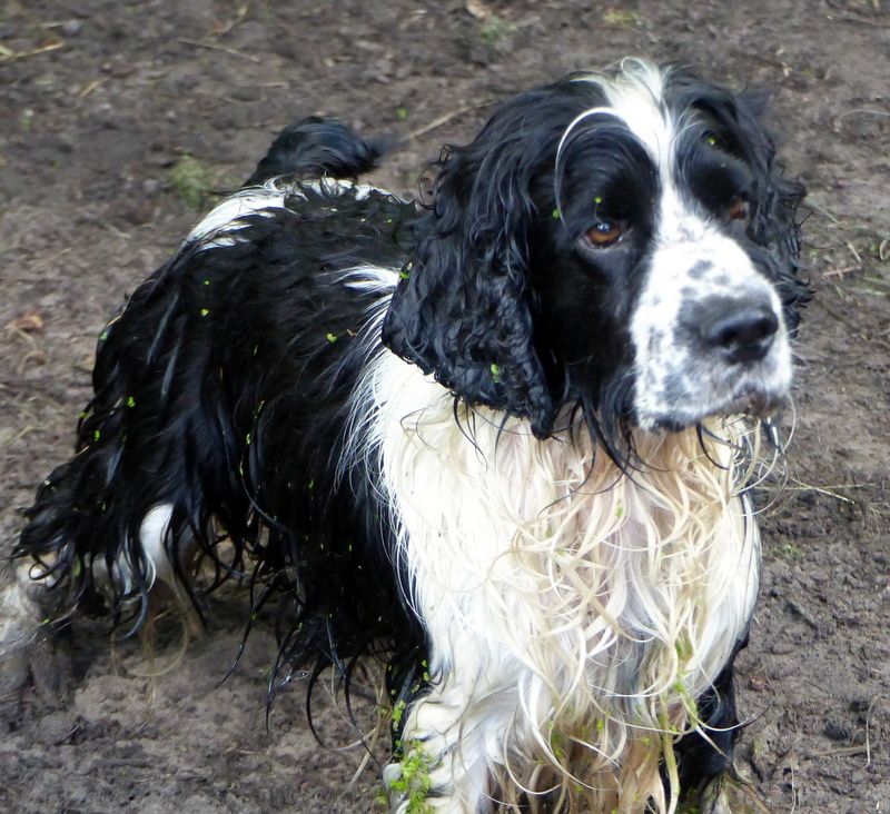 Ice tea des Lacs de la Cote d'Argent