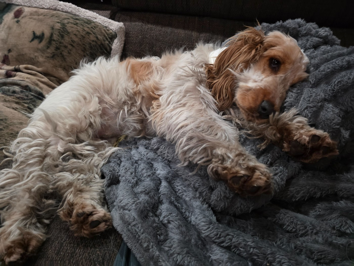 Apple pie des Lacs de la Cote d'Argent