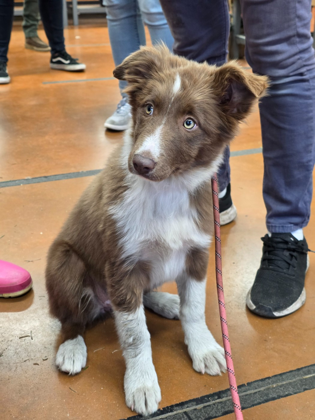 Athéna des Lacs de la Cote d'Argent