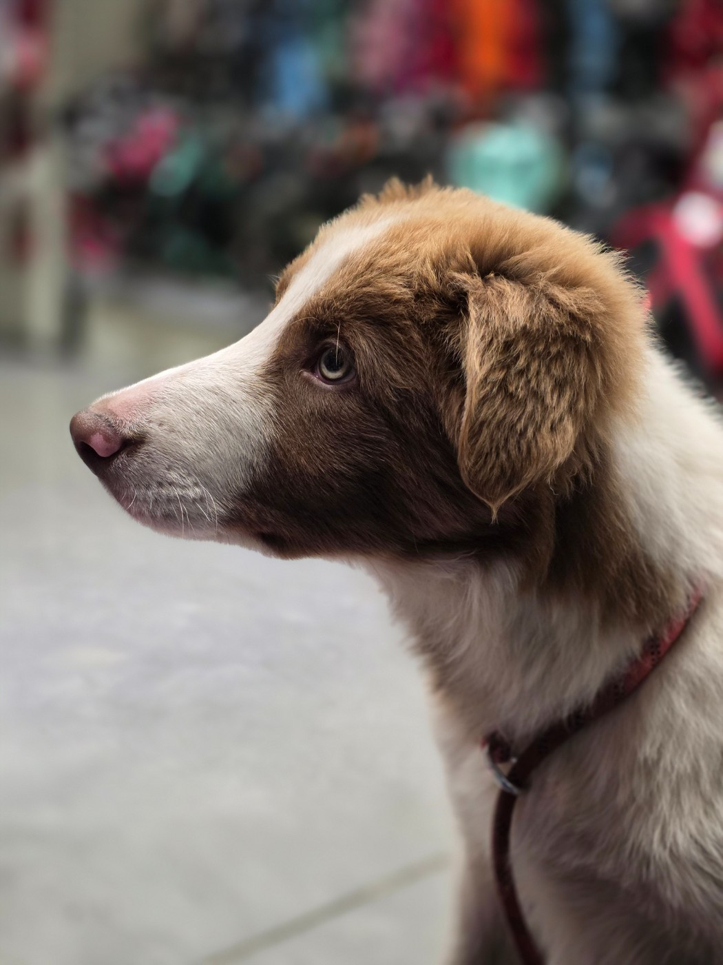 Aragorn des Lacs de la Cote d'Argent