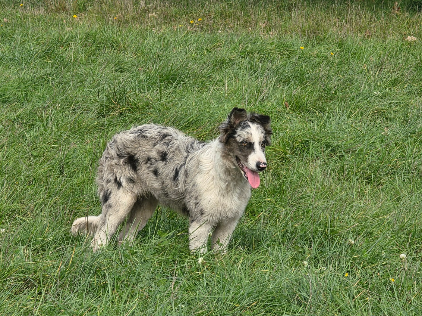 Arwen des Lacs de la Cote d'Argent