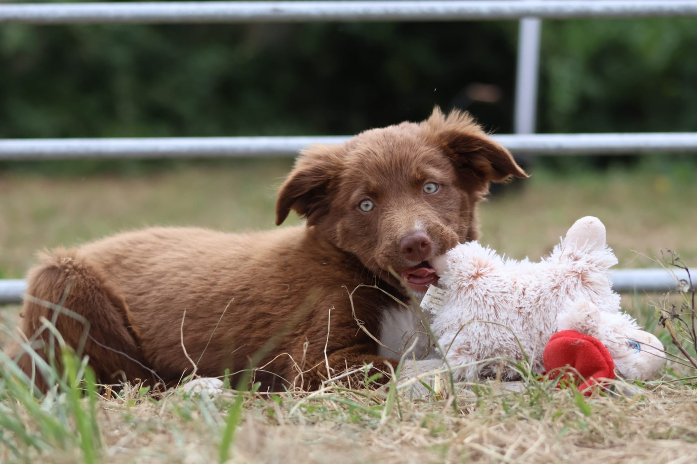 Amazing Kiss des Lacs de la Cote d'Argent