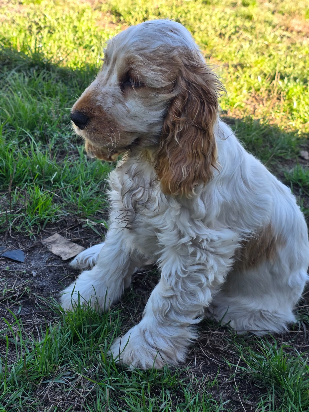 Allumette des Lacs de la Cote d'Argent