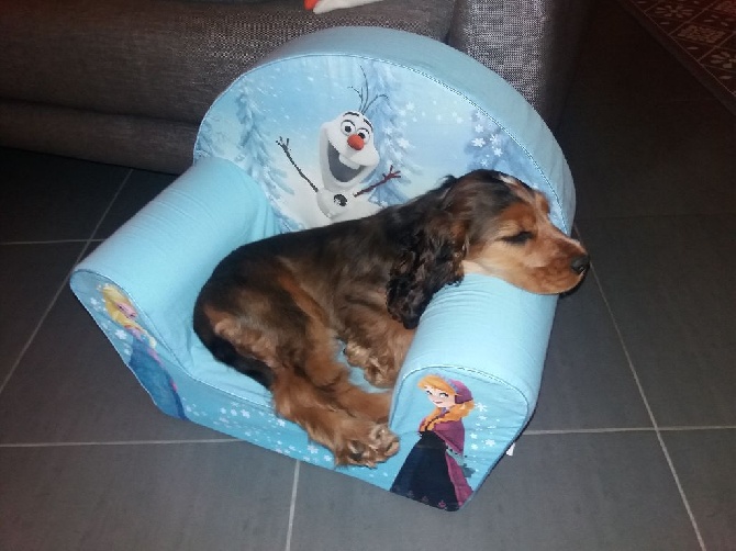 Molly est à vendre