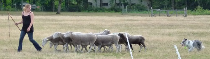 des Lacs de la Cote d'Argent - Des images de Géox au troupeau enfin !!