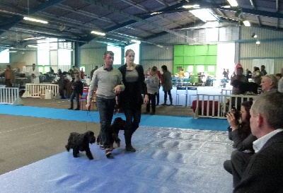 des Lacs de la Cote d'Argent - Résultats CACIB Périgueux