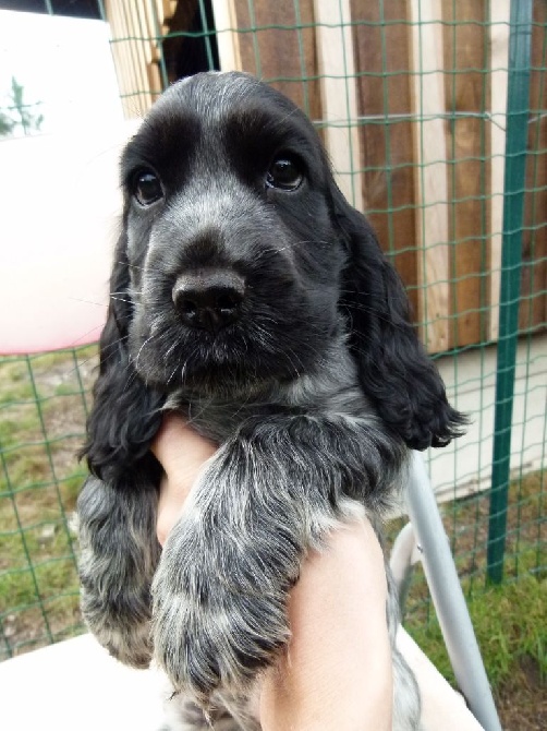 des Lacs de la Cote d'Argent - 3 bébés bleus ou noirs encore disponibles !