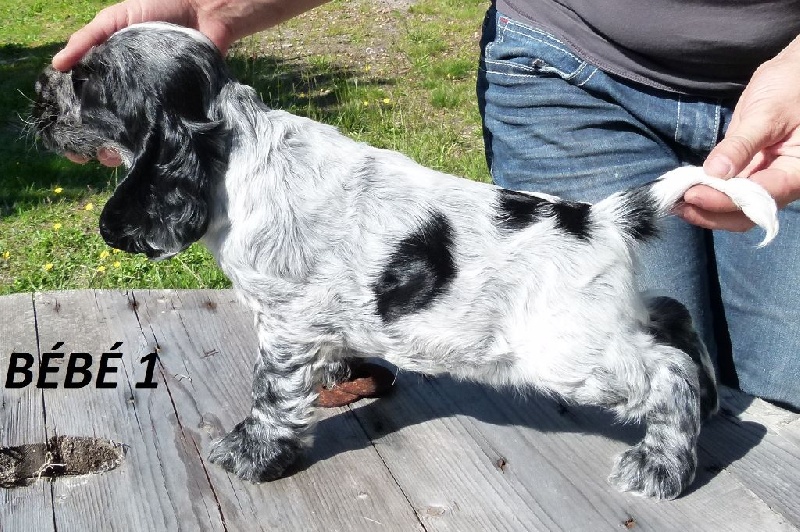 des Lacs de la Cote d'Argent - Cocker Spaniel Anglais - Portée née le 11/08/2015