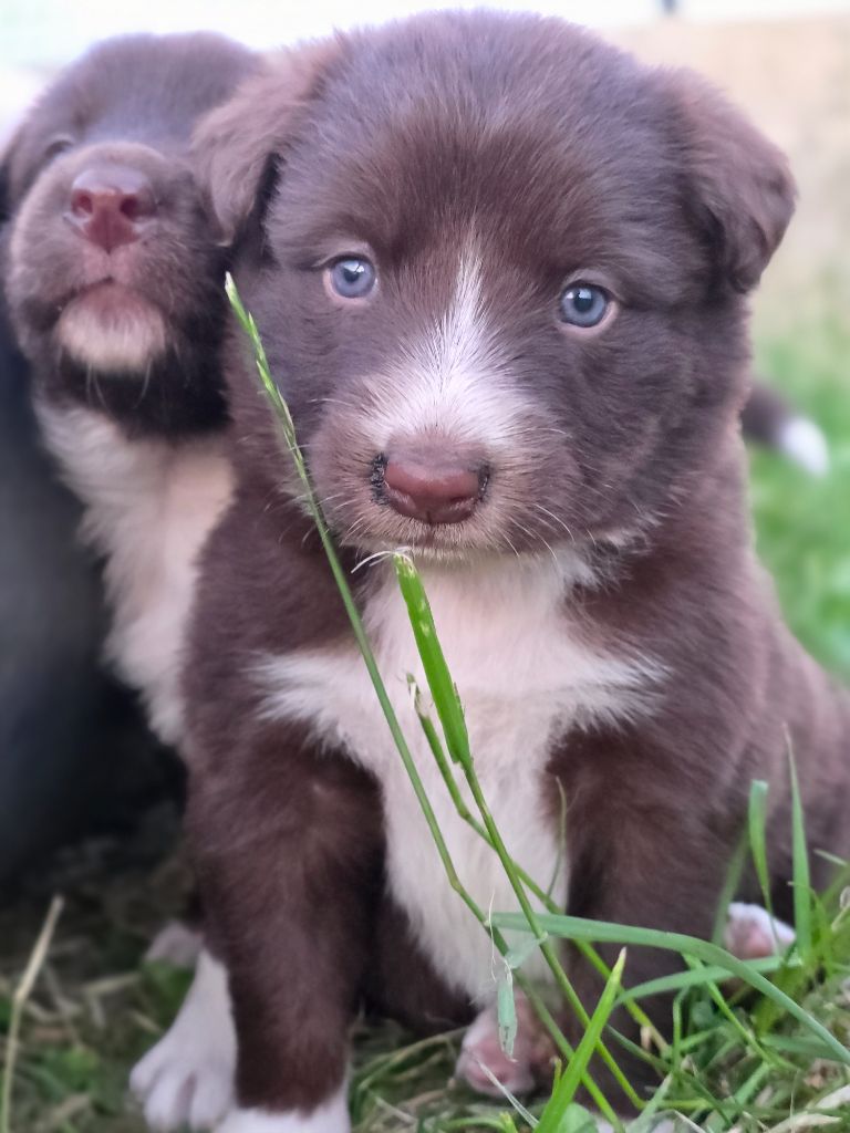 des Lacs de la Cote d'Argent - Chiots disponibles - Border Collie