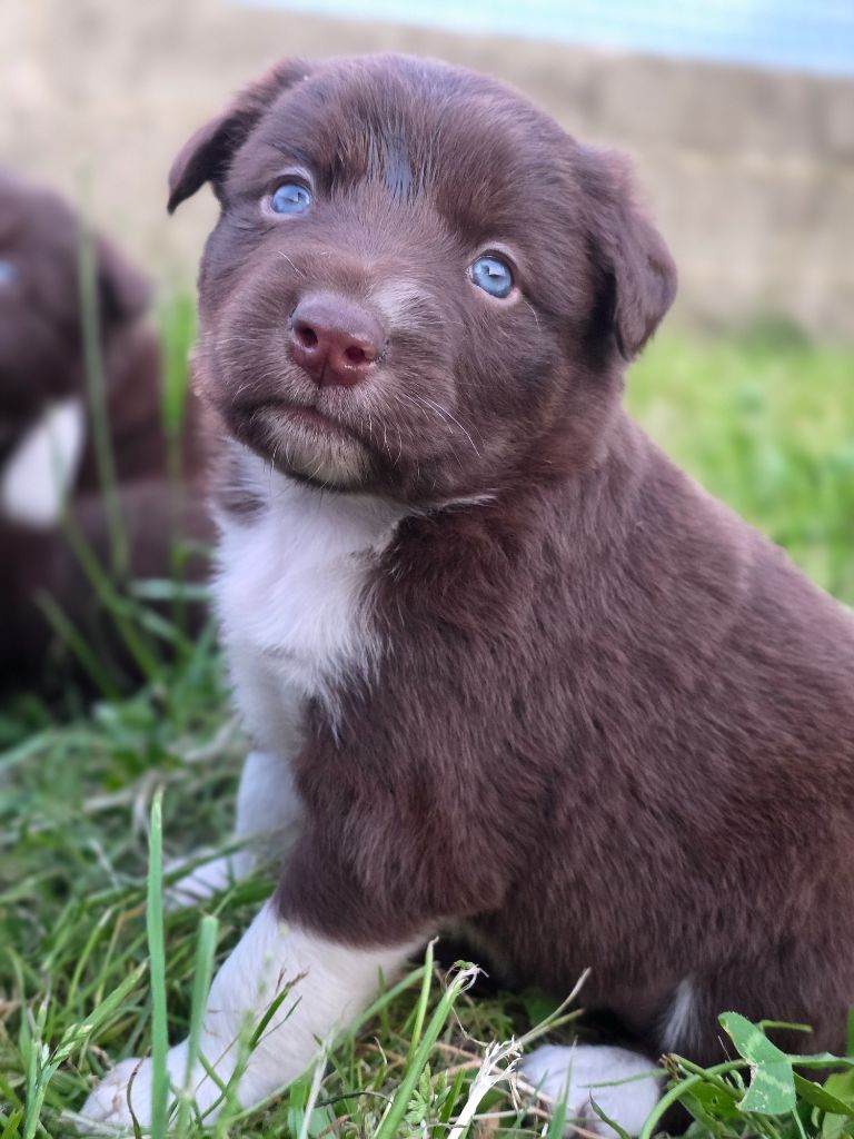 des Lacs de la Cote d'Argent - Chiots disponibles - Border Collie