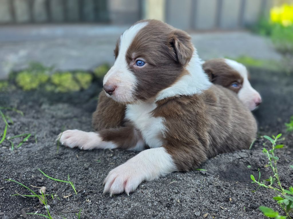 des Lacs de la Cote d'Argent - Chiots disponibles - Border Collie