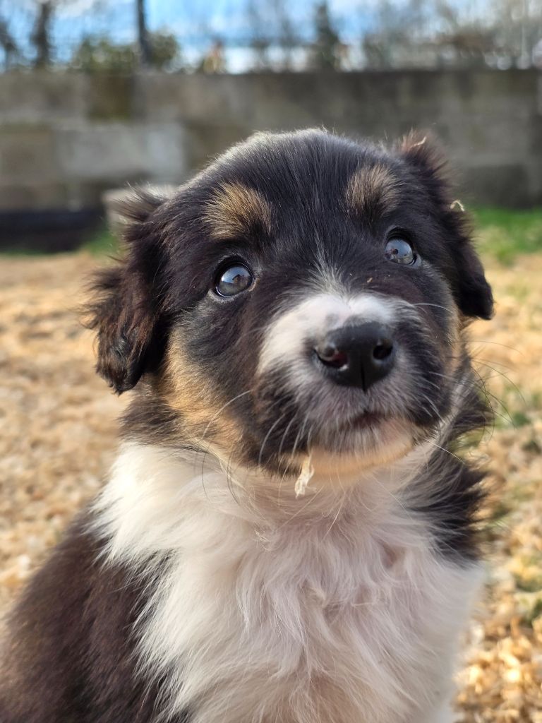 des Lacs de la Cote d'Argent - Chiots disponibles - Border Collie