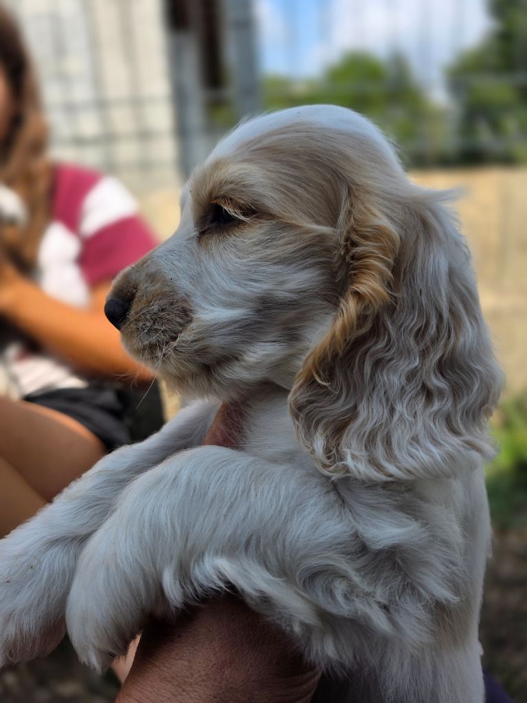 des Lacs de la Cote d'Argent - Chiots disponibles - Cocker Spaniel Anglais