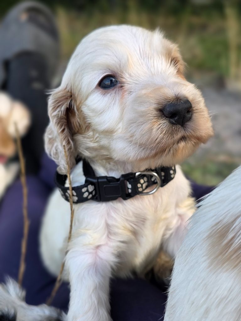 des Lacs de la Cote d'Argent - Chiots disponibles - Cocker Spaniel Anglais