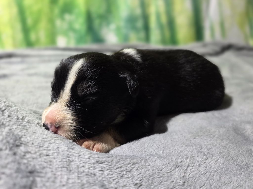 des Lacs de la Cote d'Argent - Chiots disponibles - Border Collie