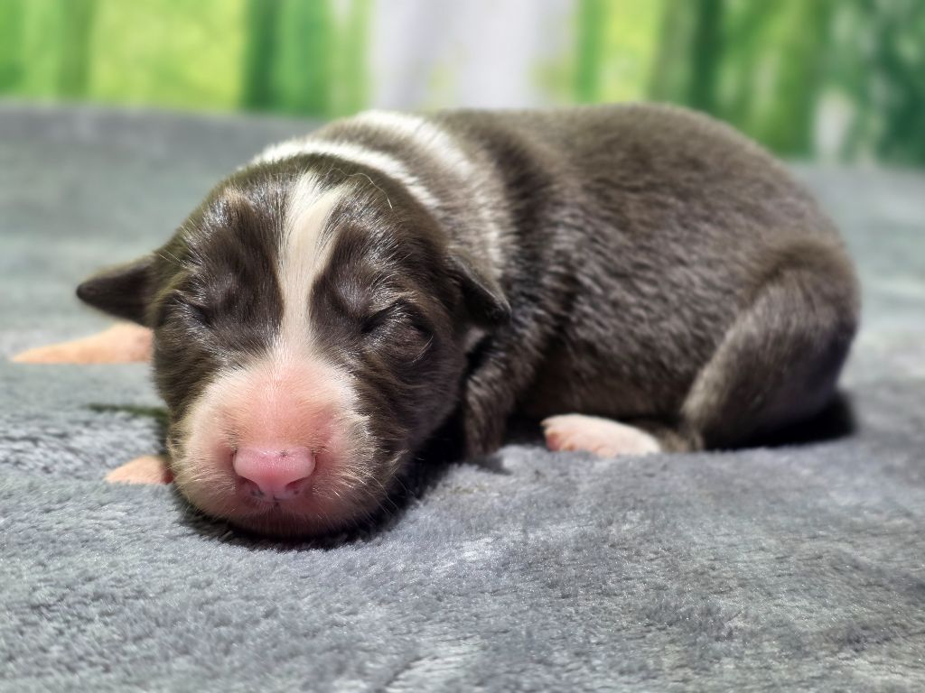 des Lacs de la Cote d'Argent - Chiots disponibles - Border Collie