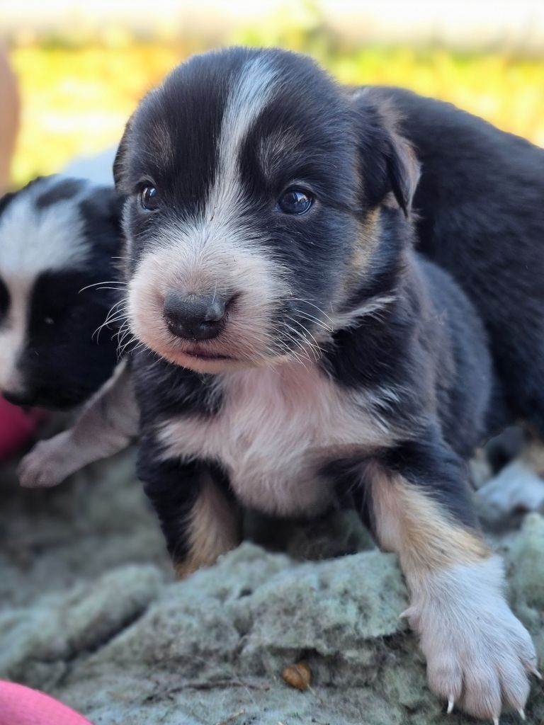 des Lacs de la Cote d'Argent - Chiots disponibles - Border Collie
