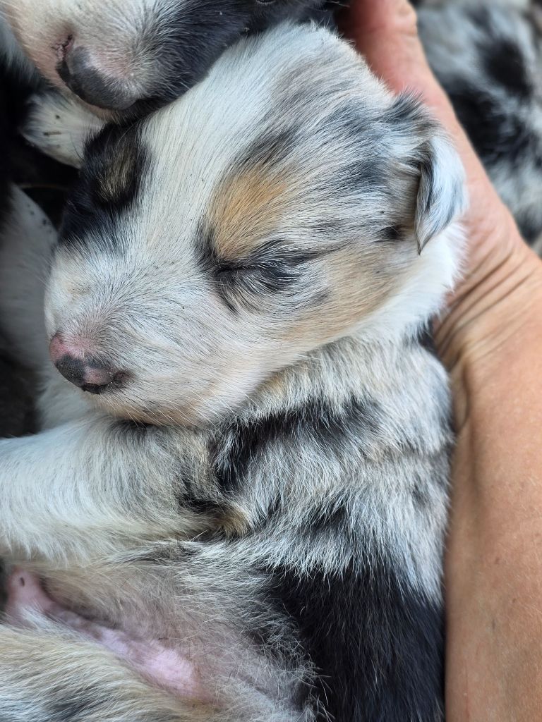 des Lacs de la Cote d'Argent - Chiots disponibles - Border Collie