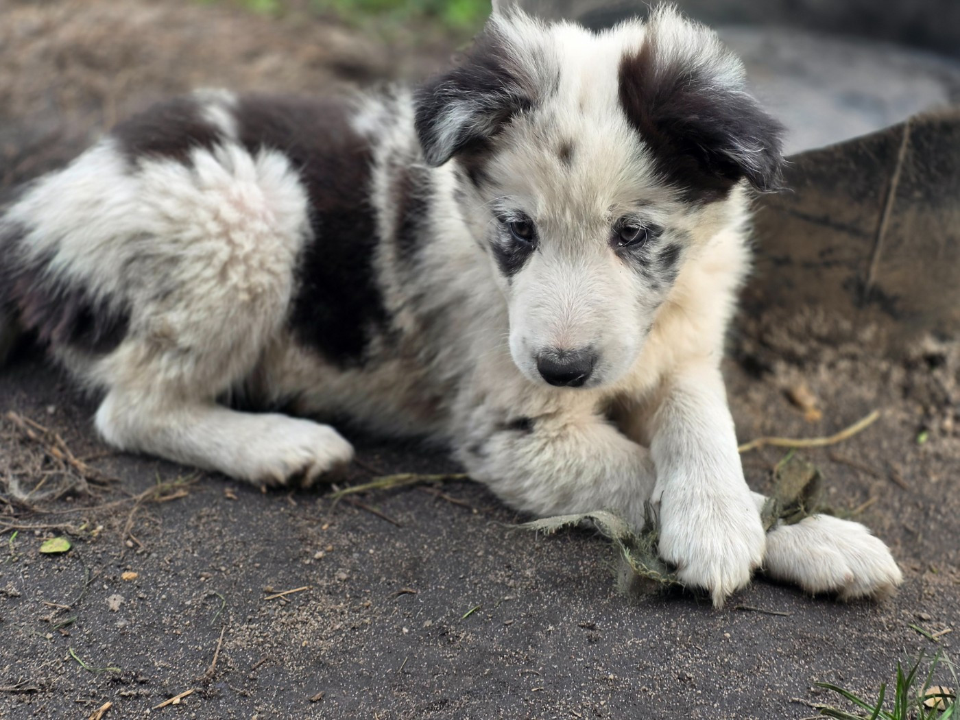 des Lacs de la Cote d'Argent - Chiots disponibles - Border Collie