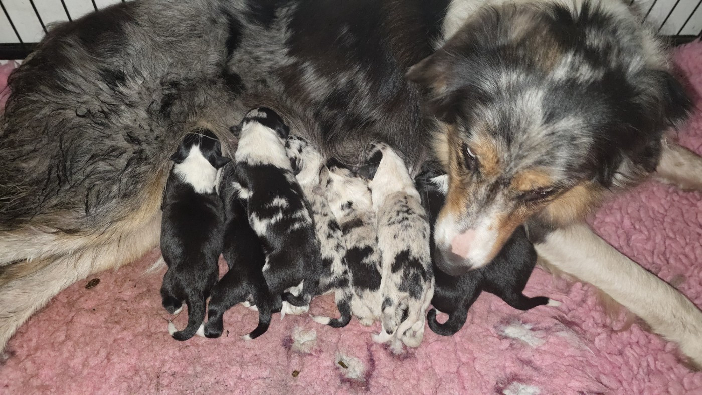 des Lacs de la Cote d'Argent - Border Collie - Portée née le 15/11/2025