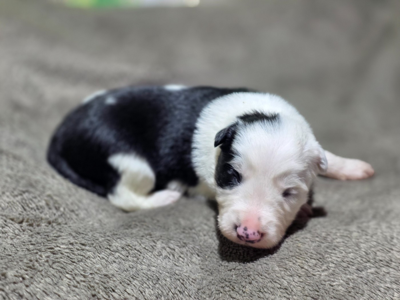 des Lacs de la Cote d'Argent - Chiots disponibles - Border Collie