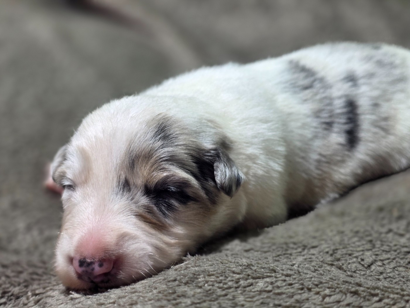 des Lacs de la Cote d'Argent - Chiots disponibles - Border Collie
