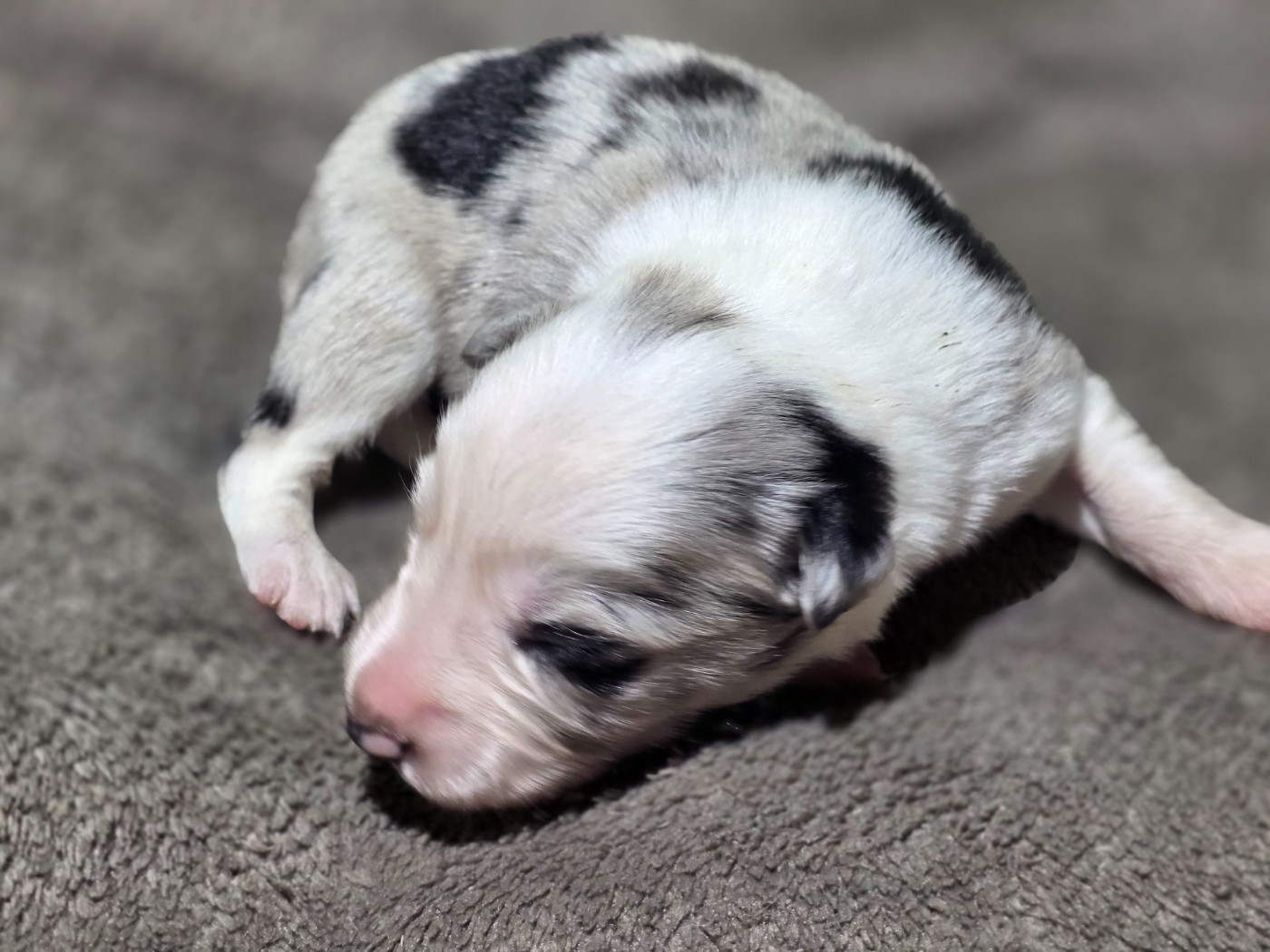 des Lacs de la Cote d'Argent - Chiots disponibles - Border Collie