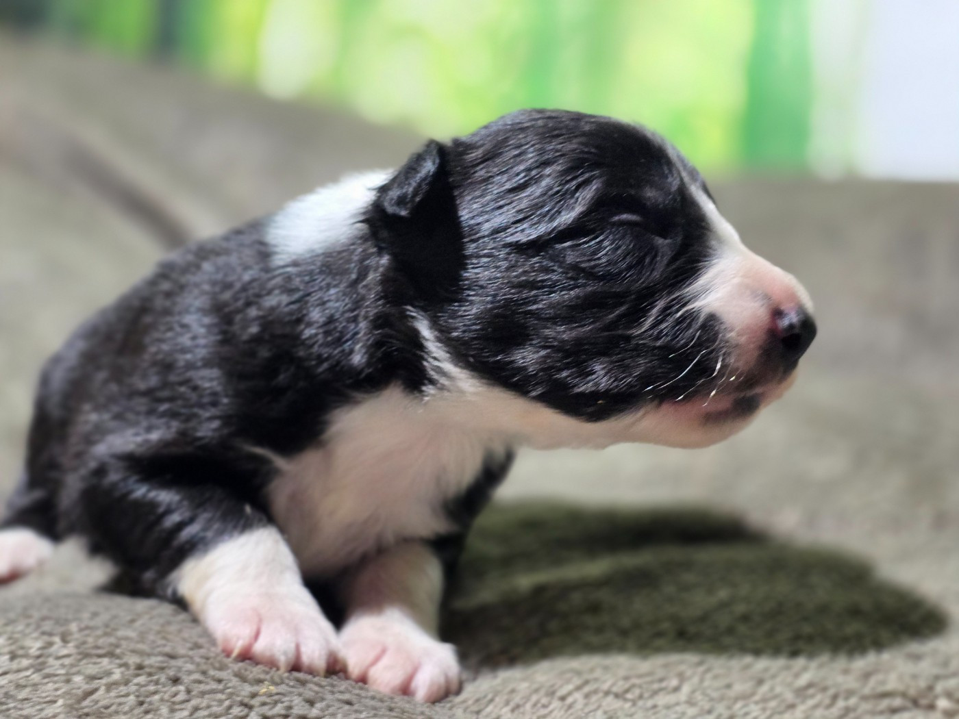 des Lacs de la Cote d'Argent - Chiots disponibles - Border Collie