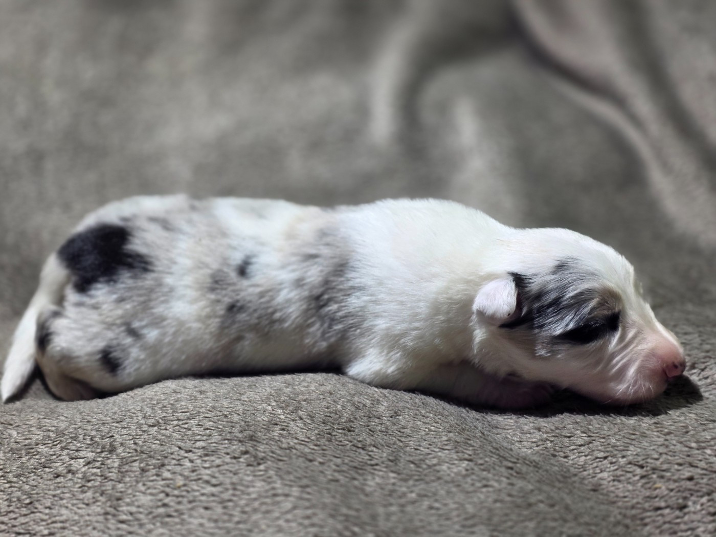 des Lacs de la Cote d'Argent - Chiots disponibles - Border Collie