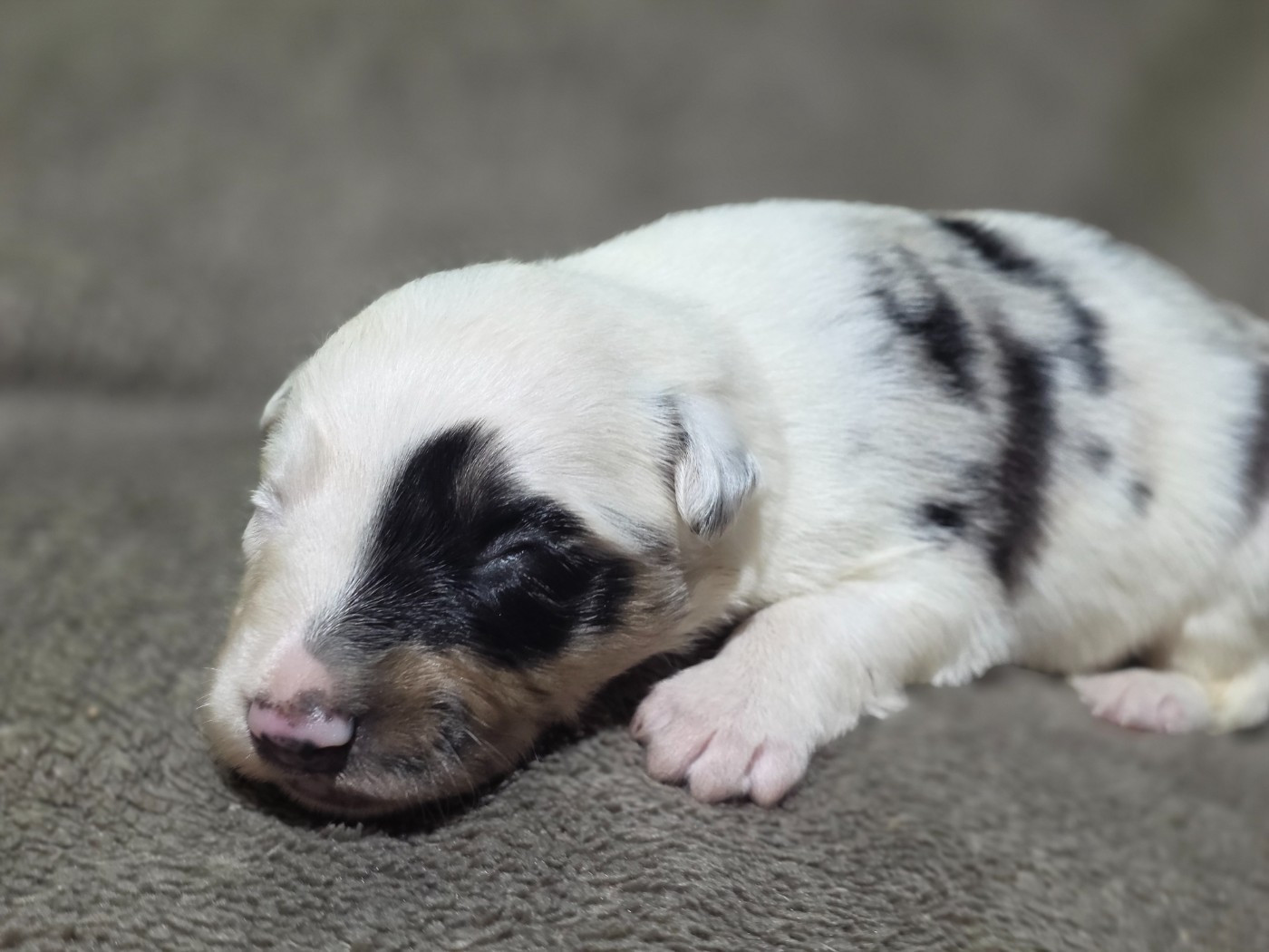 des Lacs de la Cote d'Argent - Chiots disponibles - Border Collie