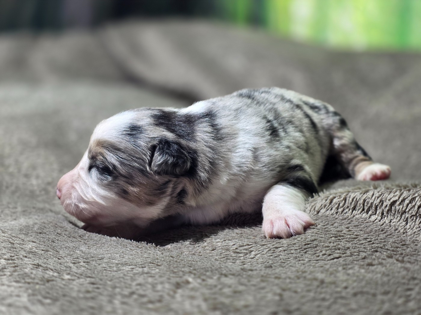 des Lacs de la Cote d'Argent - Chiots disponibles - Border Collie