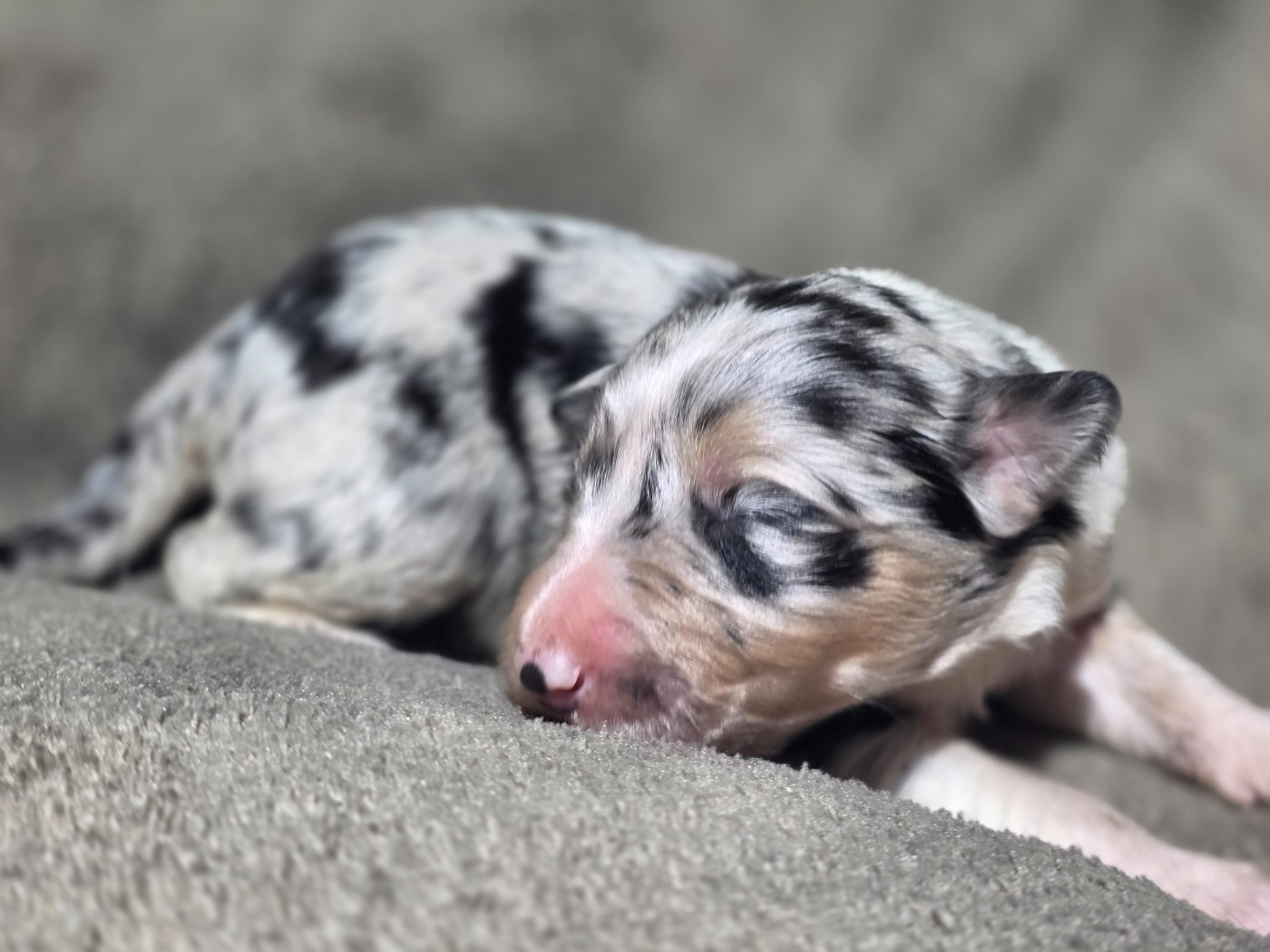 des Lacs de la Cote d'Argent - Chiots disponibles - Border Collie