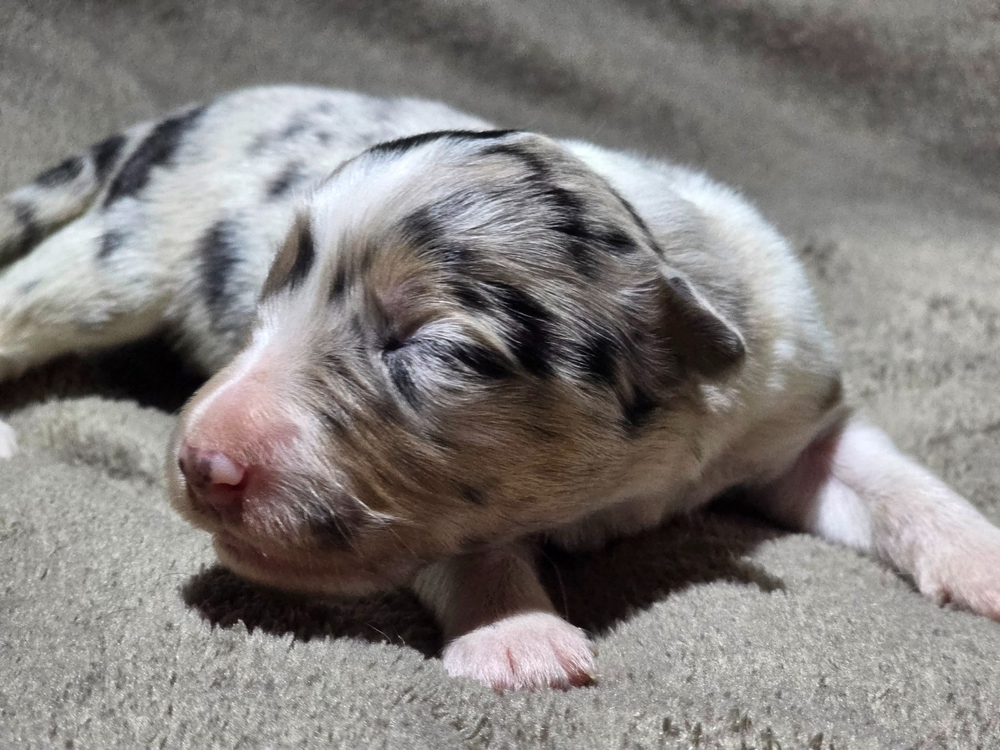 des Lacs de la Cote d'Argent - Chiots disponibles - Border Collie