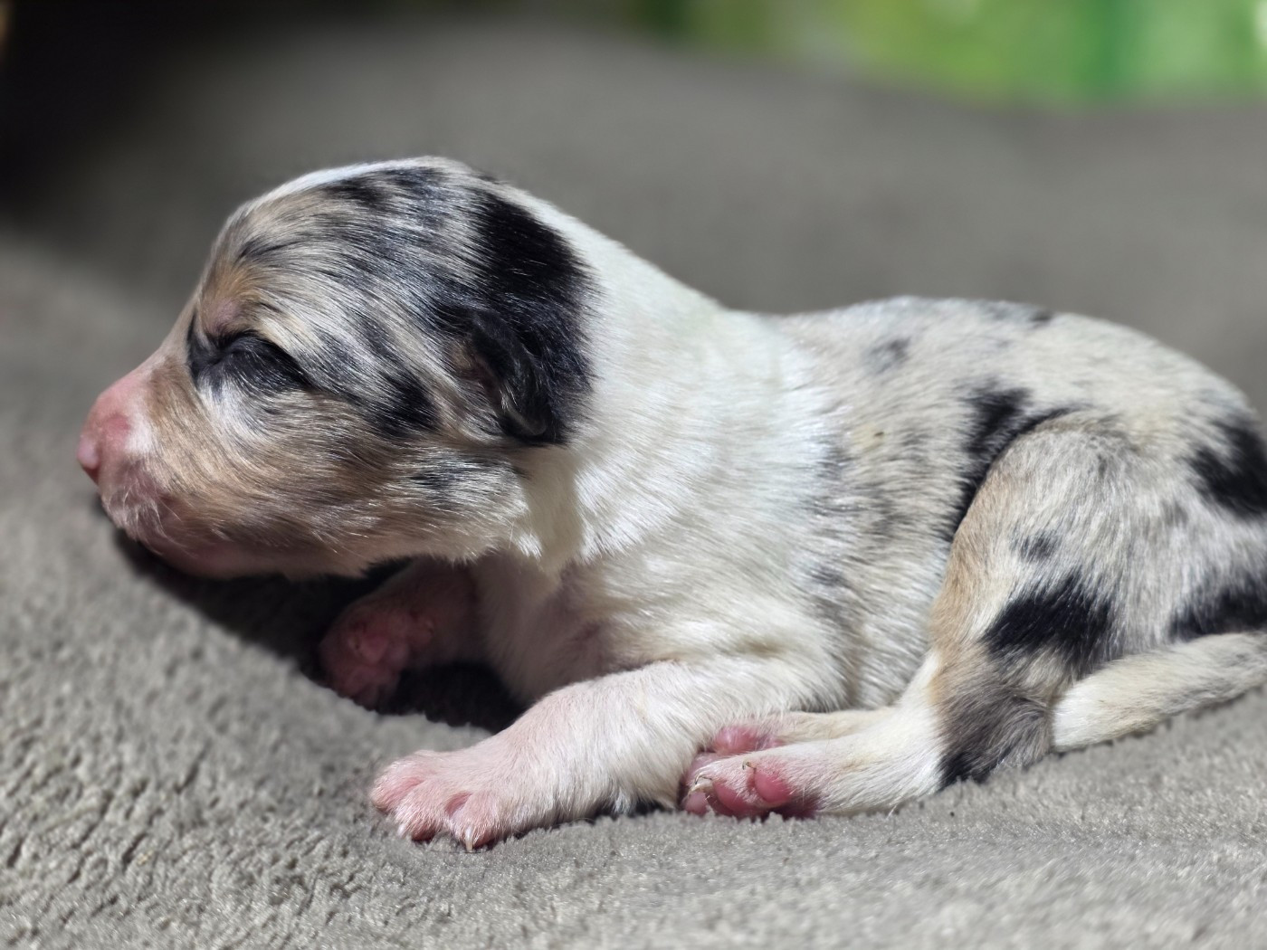 des Lacs de la Cote d'Argent - Chiots disponibles - Border Collie